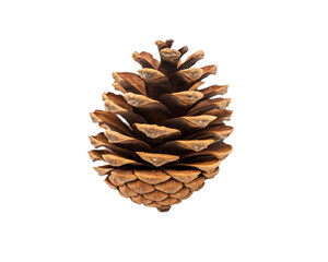 pine cone cutout, isolated