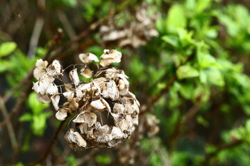 岐阜県池田町の朽ちた紫陽花の花