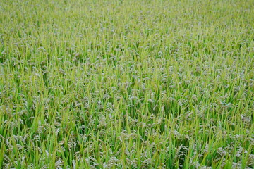 Fototapeta premium Mature rice in the field