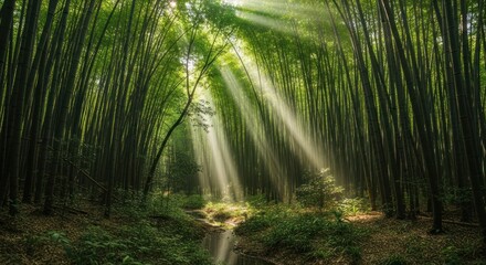 Naklejka premium Serene Bamboo Forest Illuminated by Sunbeams, Creating a Tranquil and Mystical Atmosphere