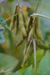 Soybeans, yellow beans, and green beans