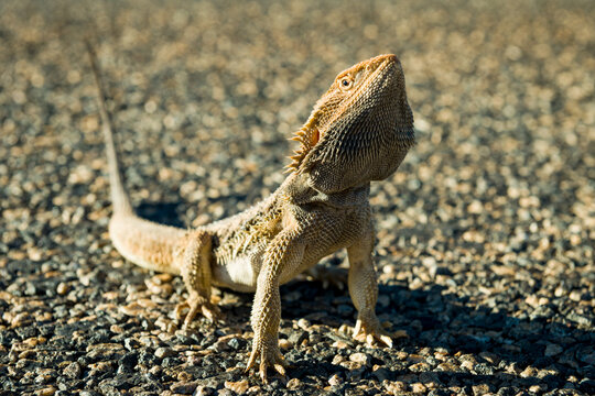 Bearded dragon basking on warm gravel