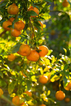 fresh mandarins growing in citrus tree in farm fruit orchard