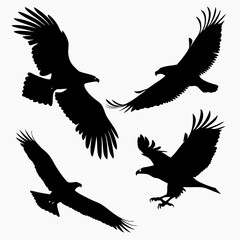 Four Eagles in Flight Silhouettes bird raptor