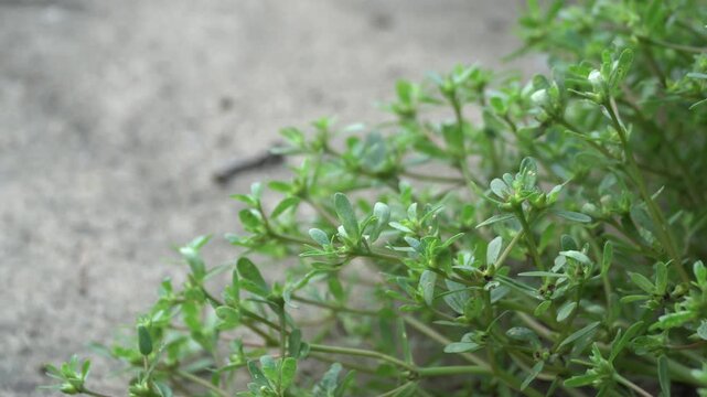 Close-up of Thyme Plant Growing Near Concrete Surface
