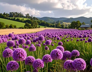 Lush purple allium field under a partly cloudy sky