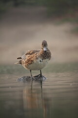 Duck on a rock