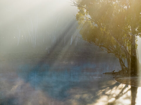 Rays of sunshine through fog and gumtrees along the Murray River at Moama