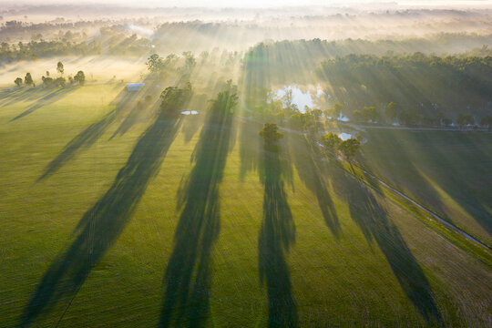 Aerial view of a foggy sunrise with gum trees casting long shadows over farmland at Moama