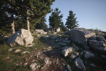 Rocky mountain path through trees