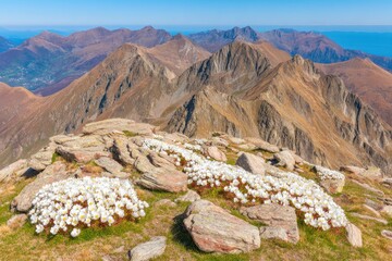 Mountaintop wildflowers in bloom