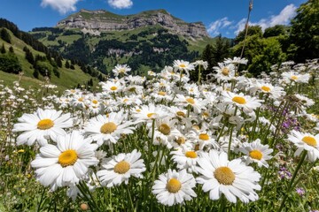 Wildflowers in alpine meadow, mountains backdrop