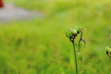 長野県横手山の朽ち果てた花