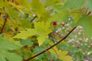 colorful maple autumn leaves