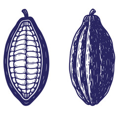 Two hand drawn cocoa pod illustrations showing open and closed versions isolated on white background
