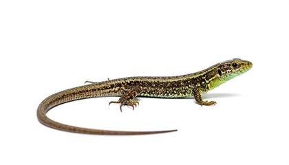 Fototapeta premium Lizard profile against white background