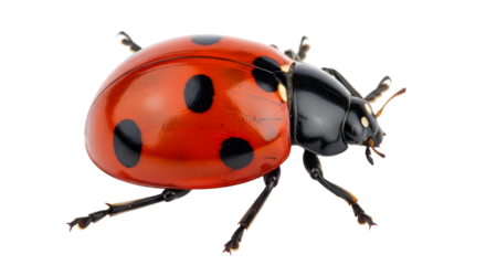 Close up of a red ladybug with black spots on its shell against a black background studio shot