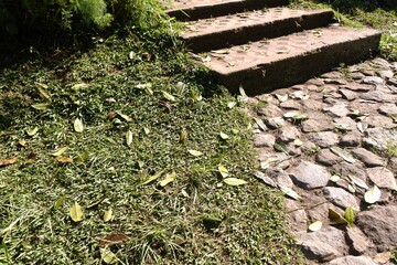 The mini elephant grass or axonopus has green leaves that grow well in gardens exposed to direct sunlight in the morning.