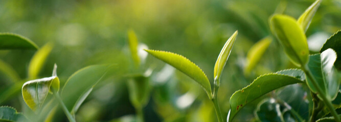 Banner Green tea tree leaves field young tender bud herbal Green tea tree in camellia sinensis organic farm. Panorama Fresh Tree tea leaf plant green nature in herbal farm background with Copy Space
