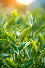 Vertical Green tea tree field Garden water hose landscape. Organic farm tender bud herbal Green tea tree camellia sinensis water. Vertical Close up Fresh Tree tea mountain green nature herbal farm