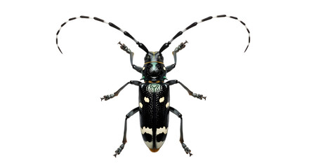 Fototapeta premium Close up shot of a black and white longhorn beetle with patterned antennae on a black background
