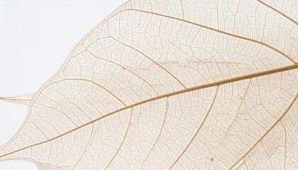 Iridescent Butterfly Wing Close Up Pastel Color