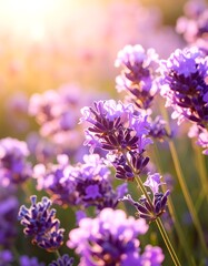Obraz premium Lavender field bathed in golden sunlight (2)