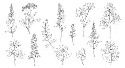 Collection of detailed line drawings of various wildflowers and plants.