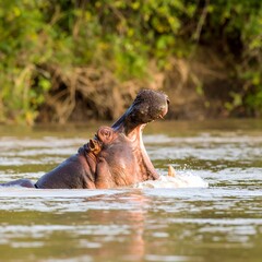 Hippopotamus roars in a river