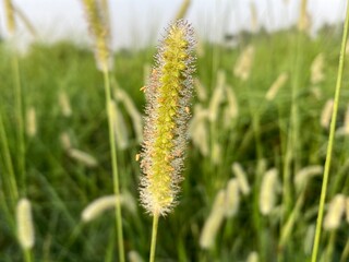 A close-up of a vibrant grass, showcasing its intricate textures and rich natural beauty, against a...