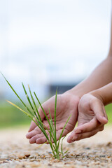Nurturing green growth hands planting grass in a natural environment close-up perspective for environmental awareness