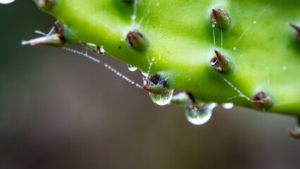 dew on a cactus leaf
