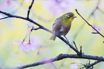 桜の枝に止まるメジロ