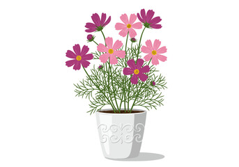 Vibrant Pink and Purple Cosmos Flowers in Decorative White Pot.