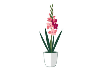 Potted Gladiolus with Pink and Burgundy Flowers and Green Leaves.