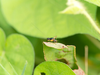 野原のキアシヒバリモドキ