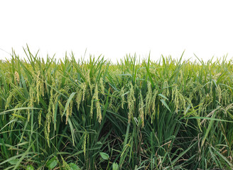 A vast green paddy field with young rice plants rustles gently in the summer breeze, ready for a bountiful harvest