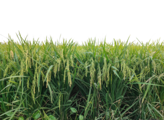 A vast green paddy field with young rice plants rustles gently in the summer breeze, ready for a bountiful harvest