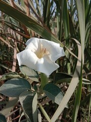 datura innoxia flower pattern or moonflower pattern or recurved thorn-apple flower pattern in the garden 