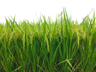 a field of green rice with a clear background, green rice field, rice field in bangladesh, A green rice png image,  paddy field with young rice plants rustles gently in the summer breeze, 
