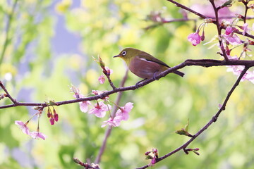 菜の花を背景にした桜と可愛いメジロ