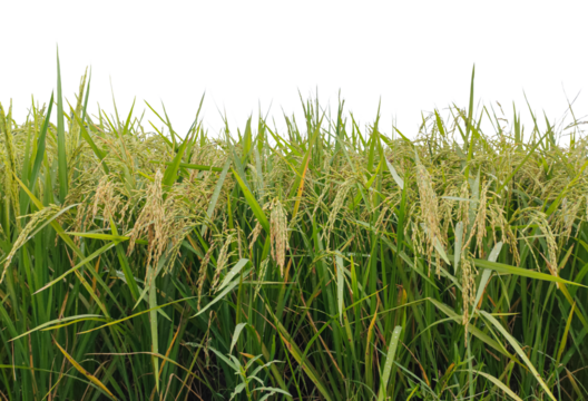 green rice field, A lush green rice field under a clear blue sky captures the essence of a natural summer landscape, rice field in the morning