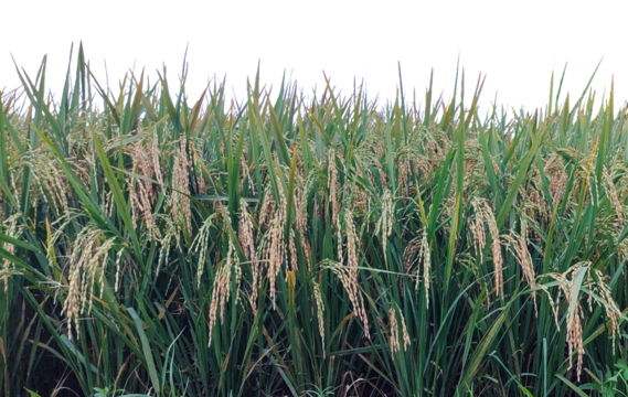 rice field in thailand, A serene morning landscape of a lush green rice paddy field in Bangladesh under a clear blue sky,  rice field in the morning, green rice field, rice field with green leaves and - Powered by Adobe