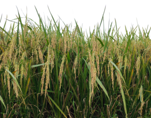 rice field with green grass and tall plants, Close-up of a rice field with golden grains ready for harvest. rice field in thailand