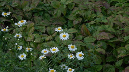 Wild daisies (Leucanthemum vulgare) blooming in front of strawberry (Fragaria) leaves in summer garden. White flowers with yellow centers contrast against green foliage.
