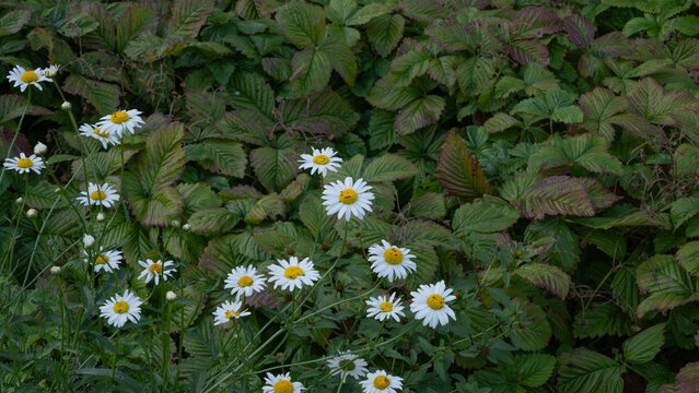 Wild daisies (Leucanthemum vulgare) blooming in front of strawberry (Fragaria) leaves in summer garden. White flowers with yellow centers contrast against green foliage. - Powered by Adobe