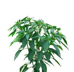 Green chilli plant with vibrant leaves against a clean white background, A resh green chilli paper tree leaves and branches