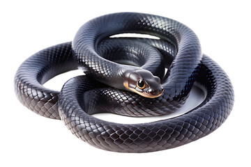 Obraz premium Snake Coiled With Golden Eyes On Background reptile serpent isolated on a transparent background