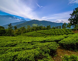 Lush tea plantation with rolling hills under a partly cloudy sky