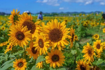 青空バックに見る満開のヒマワリの情景